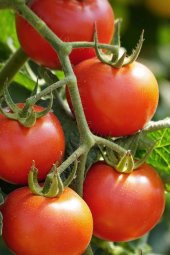 Tohum Dünyam Beşdeli Salkım Domatesi Tohumu / 20+ Adet Tohum - 4
