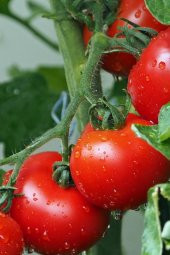 Tohum Dünyam Beşdeli Salkım Domatesi Tohumu / 20+ Adet Tohum - 5