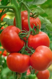 Tohum Dünyam Beşdeli Salkım Domatesi Tohumu / 20+ Adet Tohum - 3