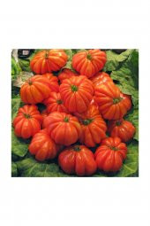 Tohum Dünyam Nadir İthal Antik Domates Tohumu 20 Adet Tohum thumbnail 1