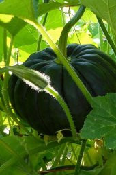 Tohum Dünyam Japon Siyah Bal Kabağı Tohumu / 10 Adet Tohum thumbnail 4