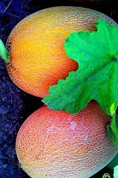 Tohum Dünyam Bal Turuncu Kavun Tohumu / 10+ Adet Tohum - 2