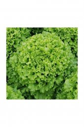 Tohum Dünyam Kıvırcık Marul Tohumu 200 Adet Tohum Sebze Tohumu thumbnail 2