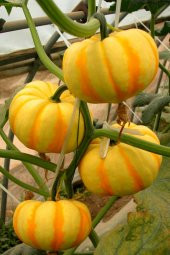 Tohum Dünyam Nadir Mini Bal Kabağı Tohumu / 5 Adet Tohum thumbnail 3