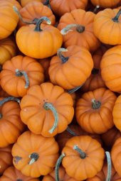 Tohum Dünyam Nadir Mini Bal Kabağı Tohumu / 5 Adet Tohum thumbnail 4