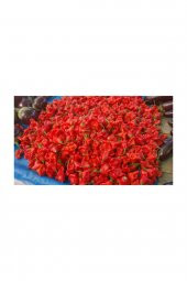 Tohum Dünyam Eko Paket 50 Adet Tohum Nadir İthal Acı Gül Biberi Tohumu Bishops Tacı thumbnail 2