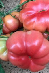 Tohum Dünyam Organik Pembe Domates Tohumu / 5+ Adet Tohum - 1