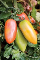 Tohum Dünyam San Marzano Domates Tohumu / 5+ Adet Tohum - 3