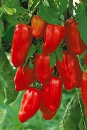 Tohum Dünyam San Marzano Domates Tohumu / 5+ Adet Tohum - 5