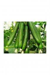 Tohum Dünyam 250 ADET ÇENGELKÖY HIYAR SALATALIK TOHUMU + SÜPRİZ HEDİYE TOHUM - 1