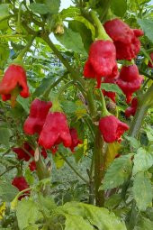 Tohum Dünyam Hafif Acı Gül Biberi Starfish Pepper Tohumu / 5+ Adet Tohum - 3