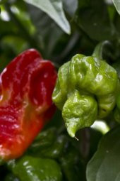 Tohum Dünyam Dünyanın En Acısı Trinidad Scorpion Biber Tohumu / 5+ Adet Tohum - 2
