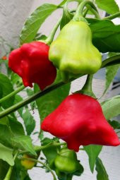 Tohum Dünyam Hafif Acı Gül Biberi Starfish Pepper Tohumu / 5+ Adet Tohum - 2