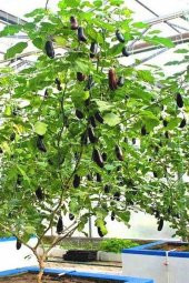 Tohum Dünyam Ithal Çin Patlıcan Ağacı Tohumu / 5+ Adet Tohum - 5