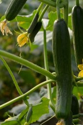 Tohum Dünyam Çengelköy Çıtır Salatalık Tohumu / 5+ Adet Tohum - 1