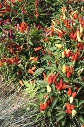 Tohum Dünyam Renkli Acı Süs Biberi Tohumu 20 Adet Tohum - 2