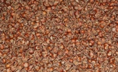 Fındık Kabuğu Yakıt 25 Kg - 3