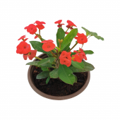 Torubahce Mini euphorbia milii kaktüs dikenler tacı kırmızı renkli 5-10 cm  5,5cm saksıda - 1