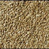 Kanarya Yemi Aspur Sade Açık Lüx 1 Kg - 1