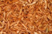 Gammarus (KURUTULMUŞ KARİDES) Balık Ve Kaplumbağa Yemi 50gr - 1