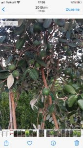 7 yaş meyve veren Saksıda Feijoa (kaymak Ağacı) Fidanı 200 +Cm Boy - 1