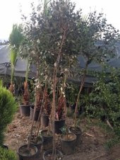 7 yaş meyve veren Saksıda Feijoa (kaymak Ağacı) Fidanı 200 +Cm Boy - 2