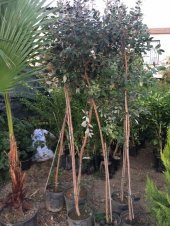 7 yaş meyve veren Saksıda Feijoa (kaymak Ağacı) Fidanı 200 +Cm Boy - 3