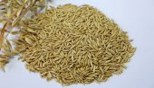 Yulaf Tohumu Kuş Yemi 500 Gr - 1