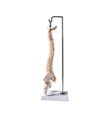 Tam Boy Femur Eklemli Omurga İskeleti 45 cm (Omurilik ve Sinir modeli) Model 37 - 2