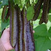 Kırmızı Kanatlı Fasulye Tohumu thumbnail 2