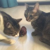 Kurmalı Kedi Eğitim Oyuncağı Tüylü Peluş Fare Yakalama Interaktif Sevimli Eğlenceli Oyuncak - 5