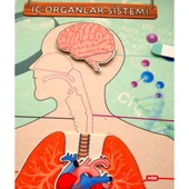 İç Organlar Sistemi Keçe Duvar Panosu , Eğitici Oyuncak - 5