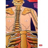 İskelet Sistemi Keçe Duvar Panosu , Eğitici Oyuncak - 2