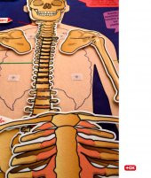 İskelet Sistemi Keçe Duvar Panosu , Eğitici Oyuncak - 9
