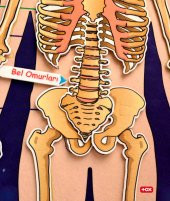 İskelet Sistemi Keçe Duvar Panosu , Eğitici Oyuncak - 10