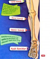 İskelet Sistemi Keçe Duvar Panosu , Eğitici Oyuncak - 11