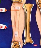 İskelet Sistemi Keçe Duvar Panosu , Eğitici Oyuncak - 12