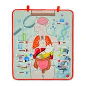 İç Organlar Sistemi Keçe Duvar Panosu , Eğitici Oyuncak - 9