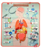 İç Organlar Sistemi Keçe Duvar Panosu , Eğitici Oyuncak - 1