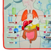 İç Organlar Sistemi Keçe Duvar Panosu , Eğitici Oyuncak - 11