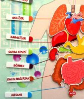 2 Set - 69 Parça  İç Organlar ve Takvimi Öğreniyorum Keçe Cırtlı Duvar Panoları , Eğitici Oyuncak - 10