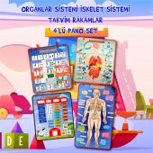 4 Set - 151 Parça  İskelet , İç Organlar Sistemi , Takvim ve Rakamları Öğreniyorum Keçe Cırtlı Duvar Panoları , Eğitici Oyuncak - 2