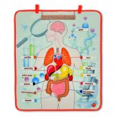 3 Set -106 Parça  İç Organlar , İskelet  Sistemi ve Takvimi Öğreniyorum Keçe Cırtlı Duvar Panoları , Eğitici Oyuncak - 10