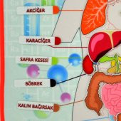 2 Set - 52 Parça  İç Organlar Sistemi Keçe Duvar Panoları , Eğitici Oyuncak - 10