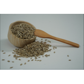 Ay Çekirdeği İçi Tombul 2500 GR - 1