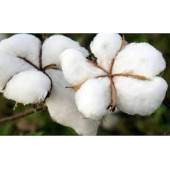 Süper Paket Pamuk Tohumu İthal Tohum 1500 Tohum + Hediye Tohum thumbnail 2