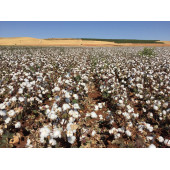 Süper Paket Pamuk Tohumu İthal Tohum 2000 Tohum + Hediye Tohum - 4