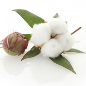 Süper Paket Pamuk Tohumu İthal Tohum 4000 Tohum + Hediye Tohum thumbnail 1