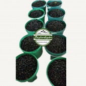 BEYLER DİYARI ÇITIR ZEYTİN 10 KG - 2
