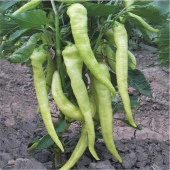 Yerli Ata Tohumu Çarliston Biber 100 Adet - 1